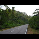 Rechts und links der Straße liegt undurchdringlicher Dschungel